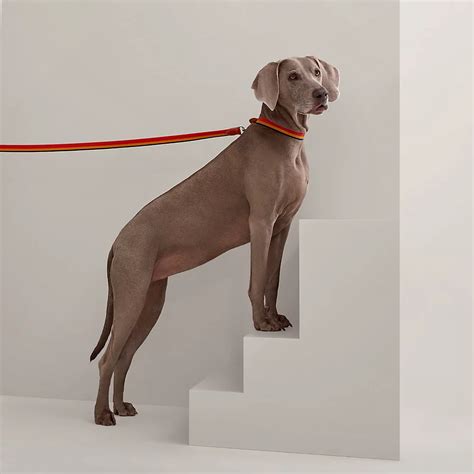 hermes dog leash|hermes equestrian line.